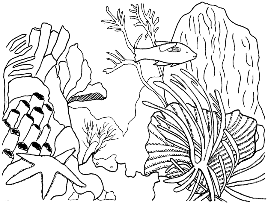  Top   imagen dibujos de arrecifes