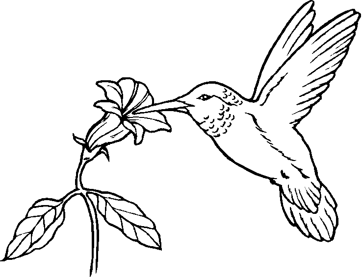 dibujo de pajaro para colorear