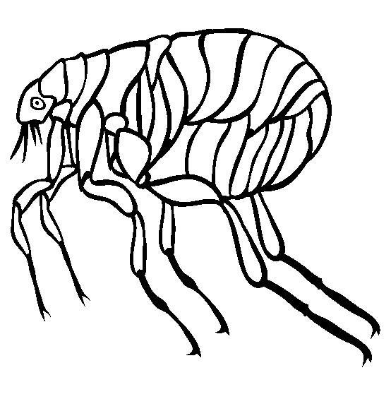 dibujo de una pulga para colorear