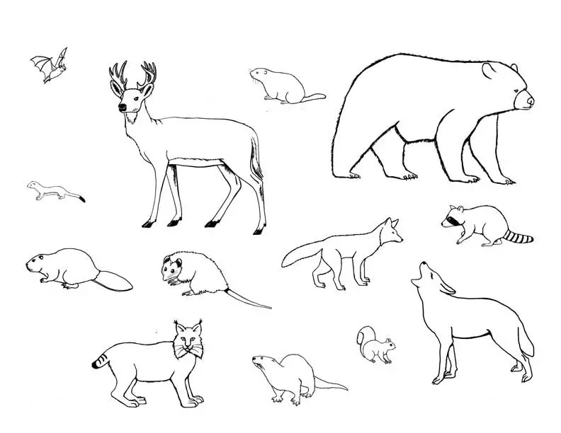 dibujos para colorear de mamiferos