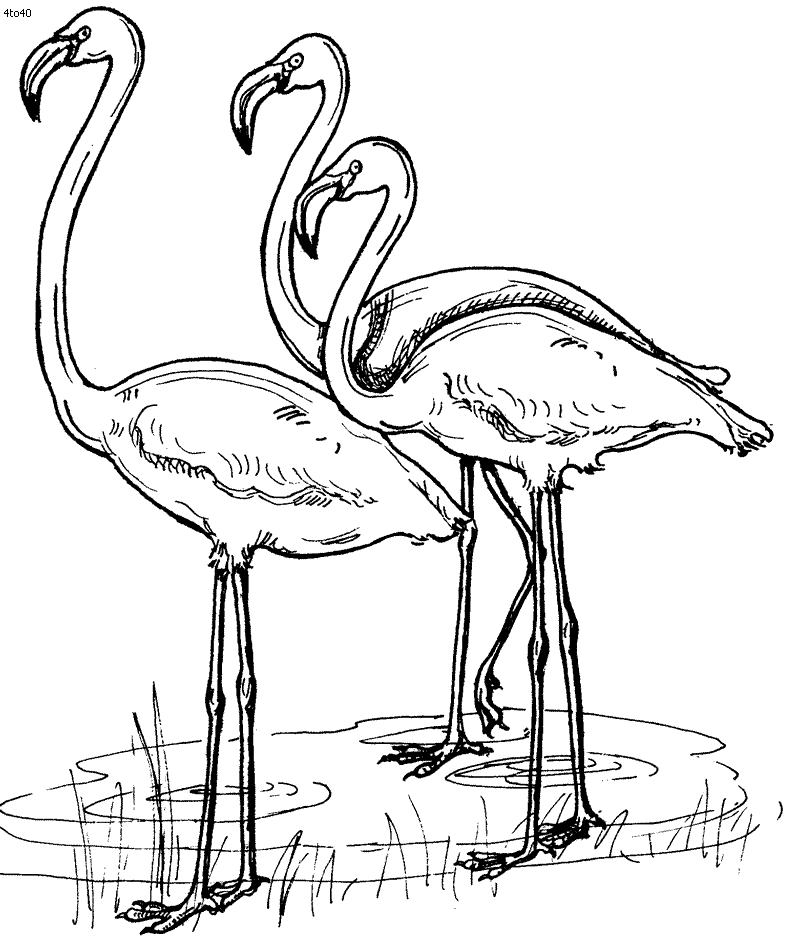 flamingo para pintar