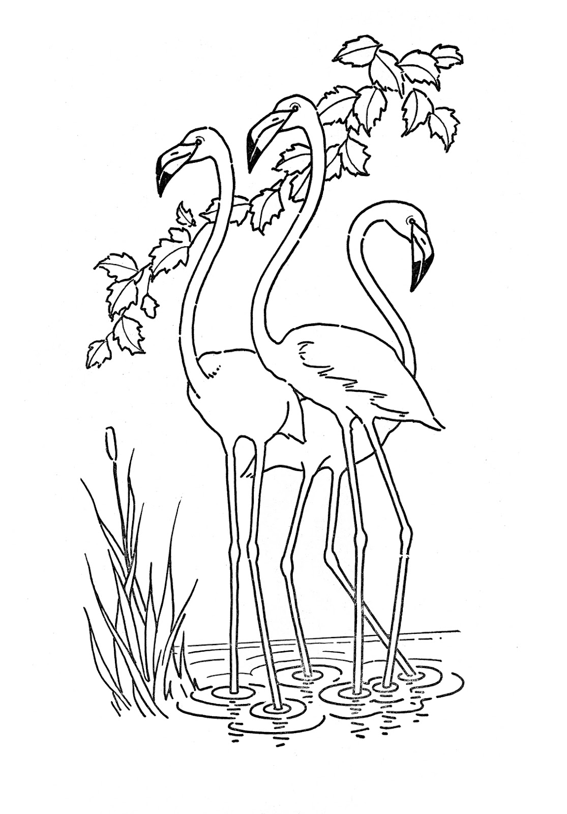 flamingos para colorear