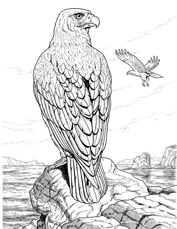 imagenes de aguilas para colorear