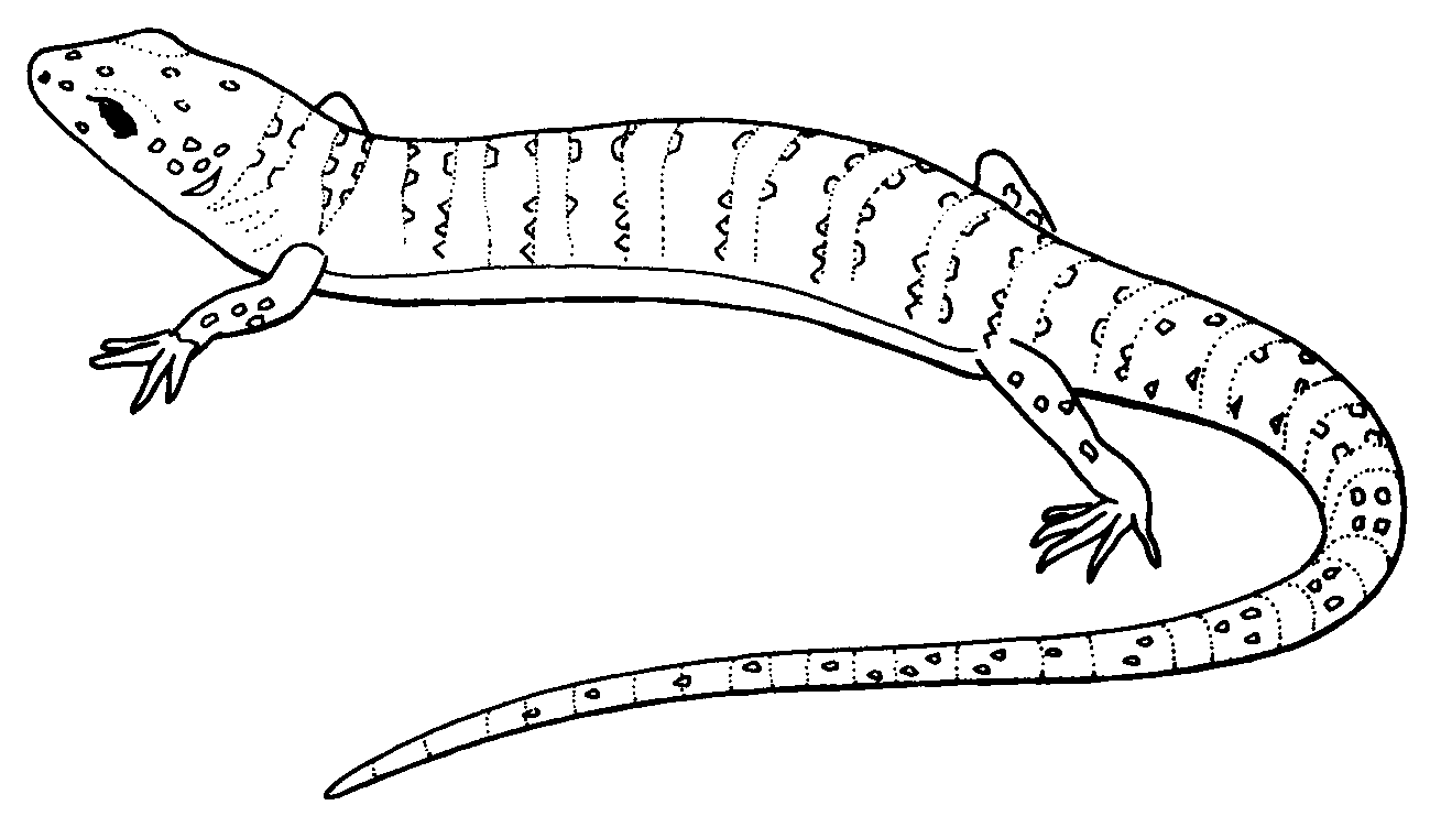 lagarto colorear