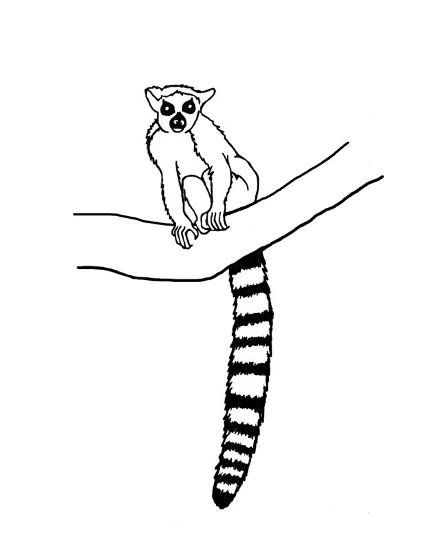 lemur para colorear