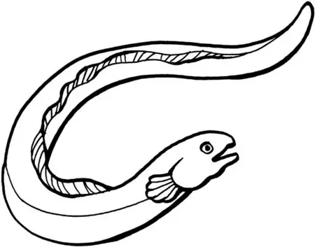 anguila de mar para colorear