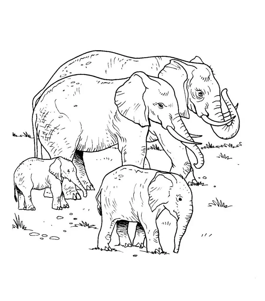 dibujos para colorear de elefantes bebes
