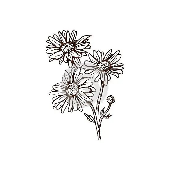 dibujos de flor manzanilla para colorear