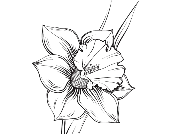 dibujos de flor narciso para colorear