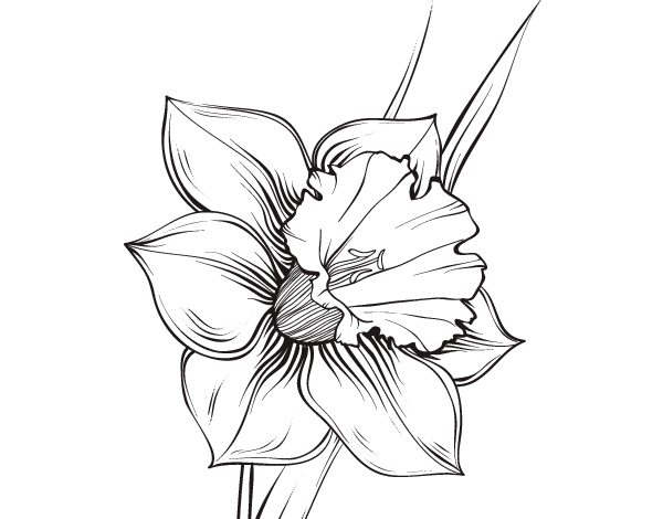 dibujos de flor narciso para colorear