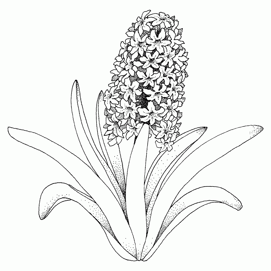 dibujos de flores tropicales para pintar e imprimir
