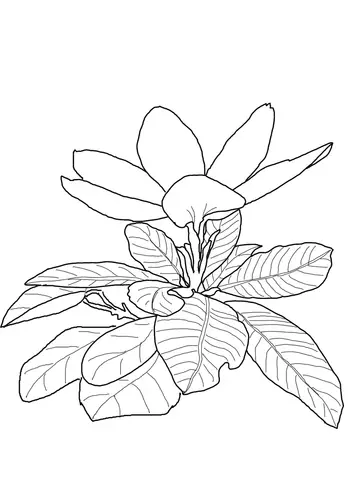 dibujos de gardenia para colorear
