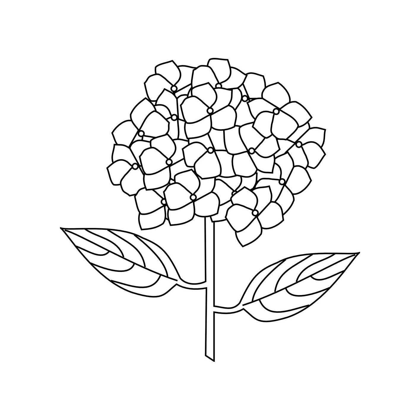 dibujos de hortensia para colorear