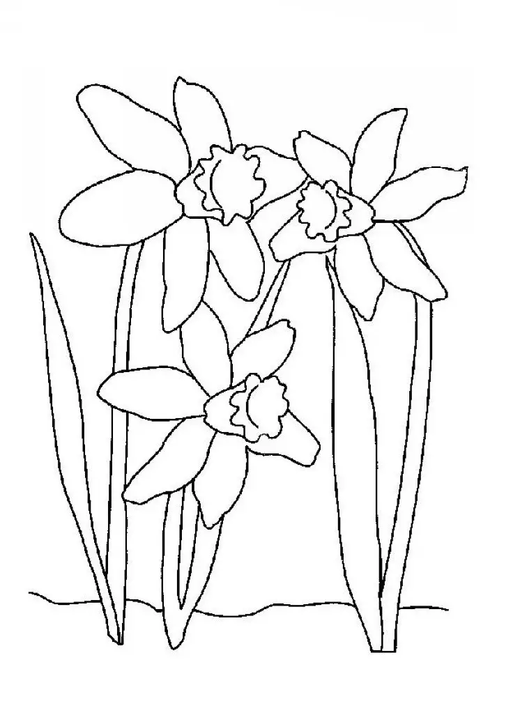 dibujos de primavera flor de lirio para colorear