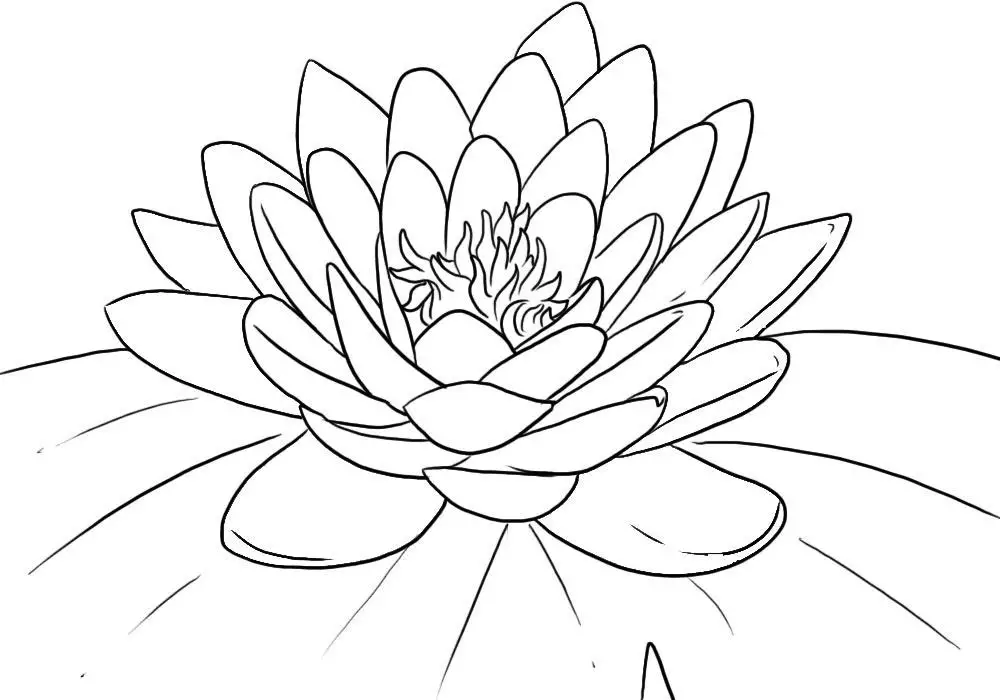 dibujos para colorear de flor de loto