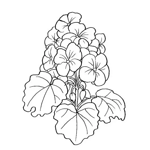 flor de geranio para colorear