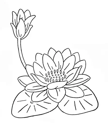 flor de loto e lili para pintar e imprimir