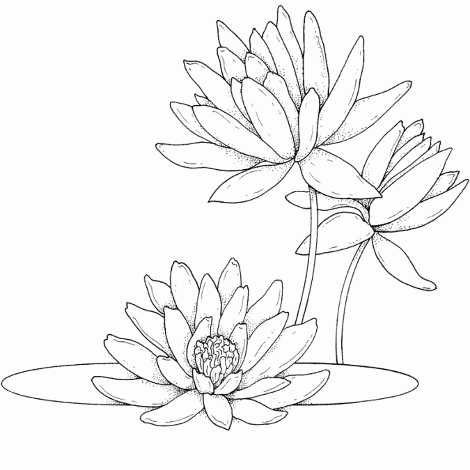 flor de loto para colorear
