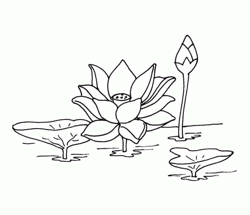 flor de loto para imprimir