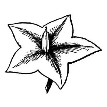 flor de mayo para pintar