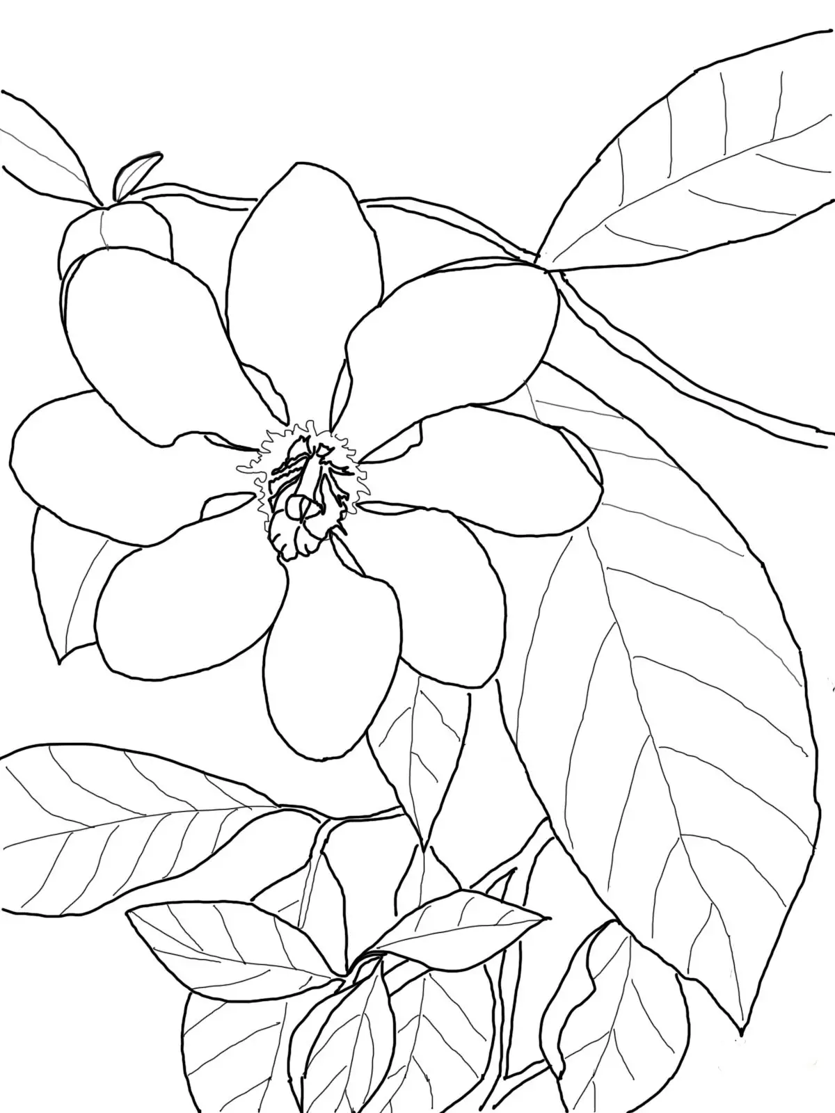 flor gardenia para colorear