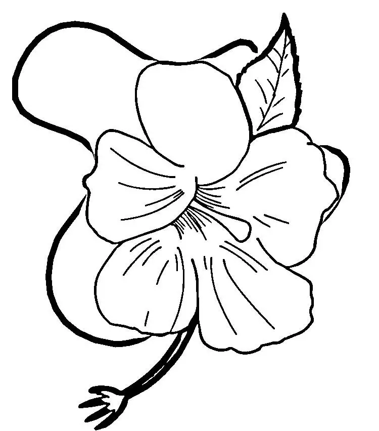 flor hibiscus para colorear