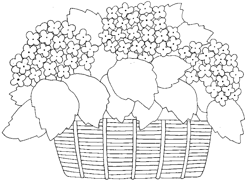 flores hortensias para colorear