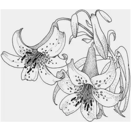 imagenes de flor de jacaranda para colorear