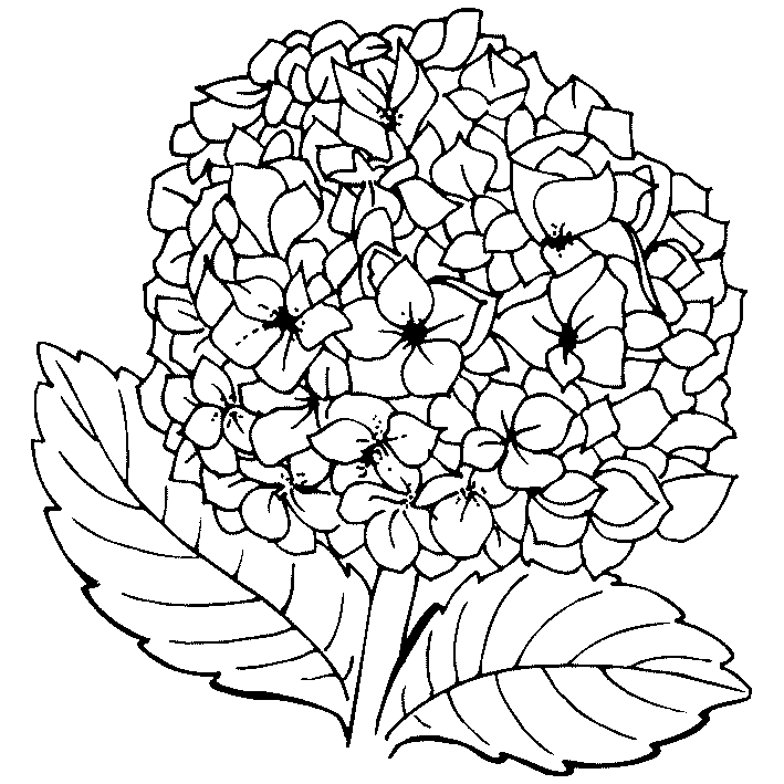 imagenes de hortensia para colorear
