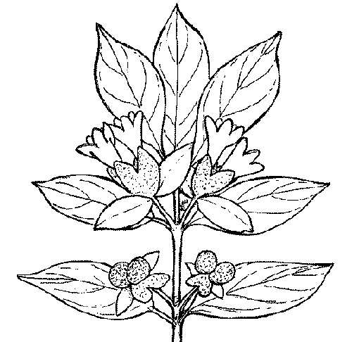 imagenes de plantas para colorear