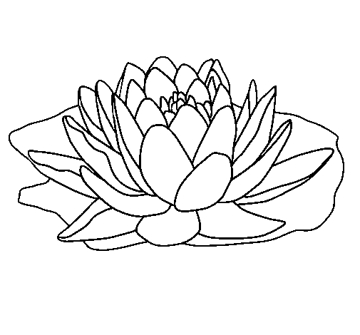 nenufar para colorear