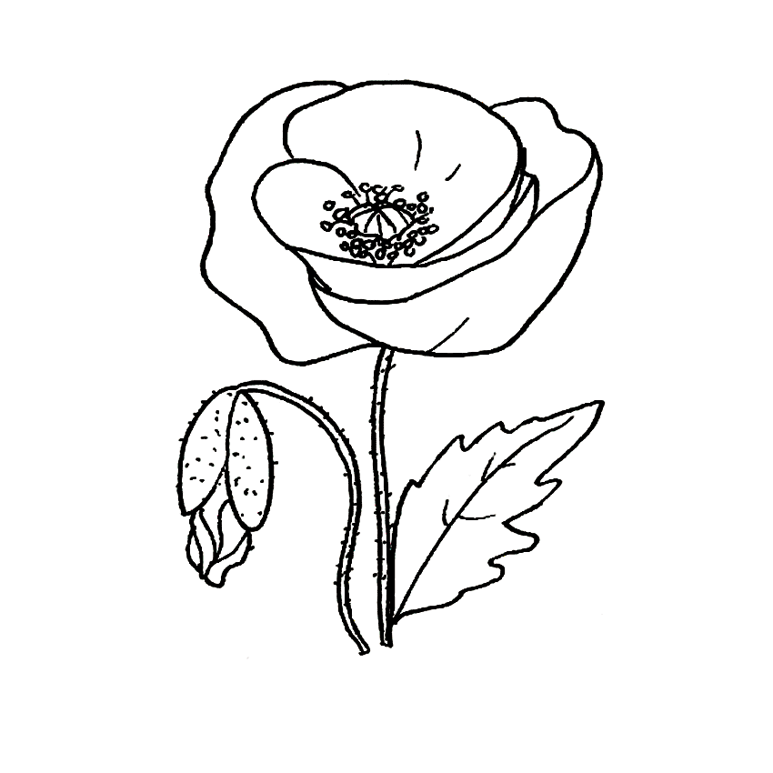 amapola para pintar