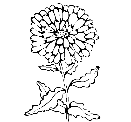 dibujos de crisantemo para colorear