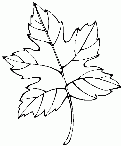  Dibujos de hojas de flores para colorear