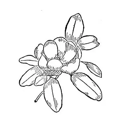 dibujos de magnolia para colorear