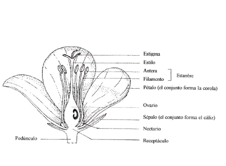 dibujos de partes de la flor para colorear