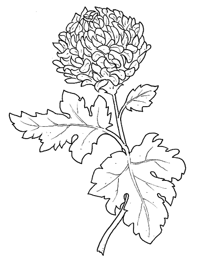  Dibujos de crisantemos para colorear e imprimir
