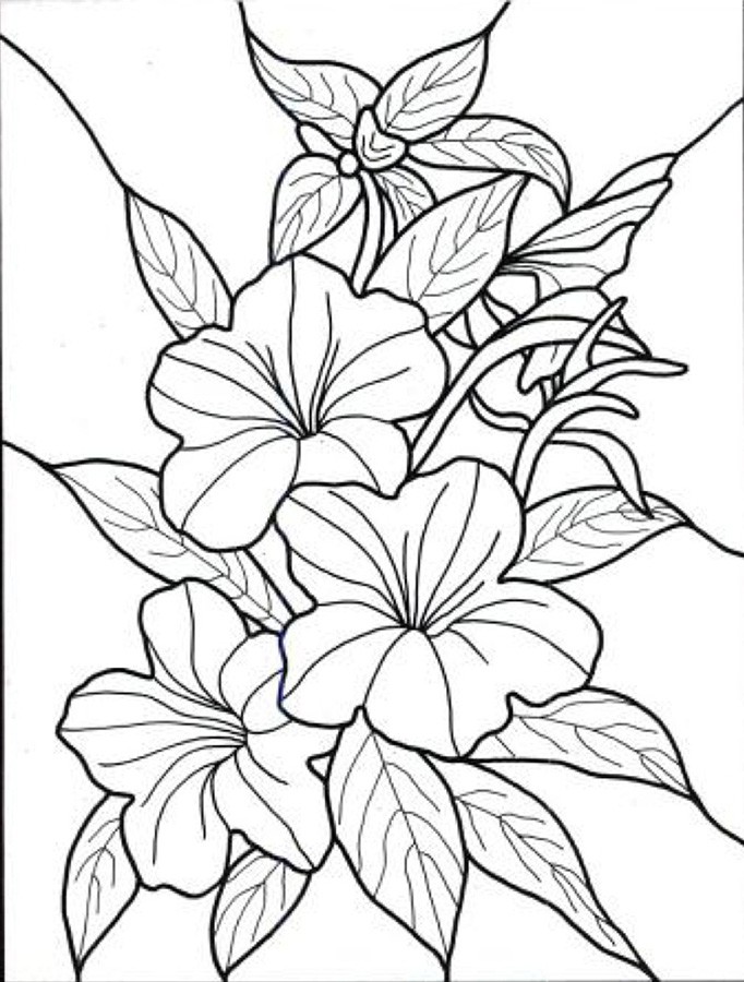 dibujos para colorear de flores exoticas