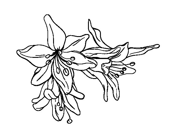 flor lilium para colorear