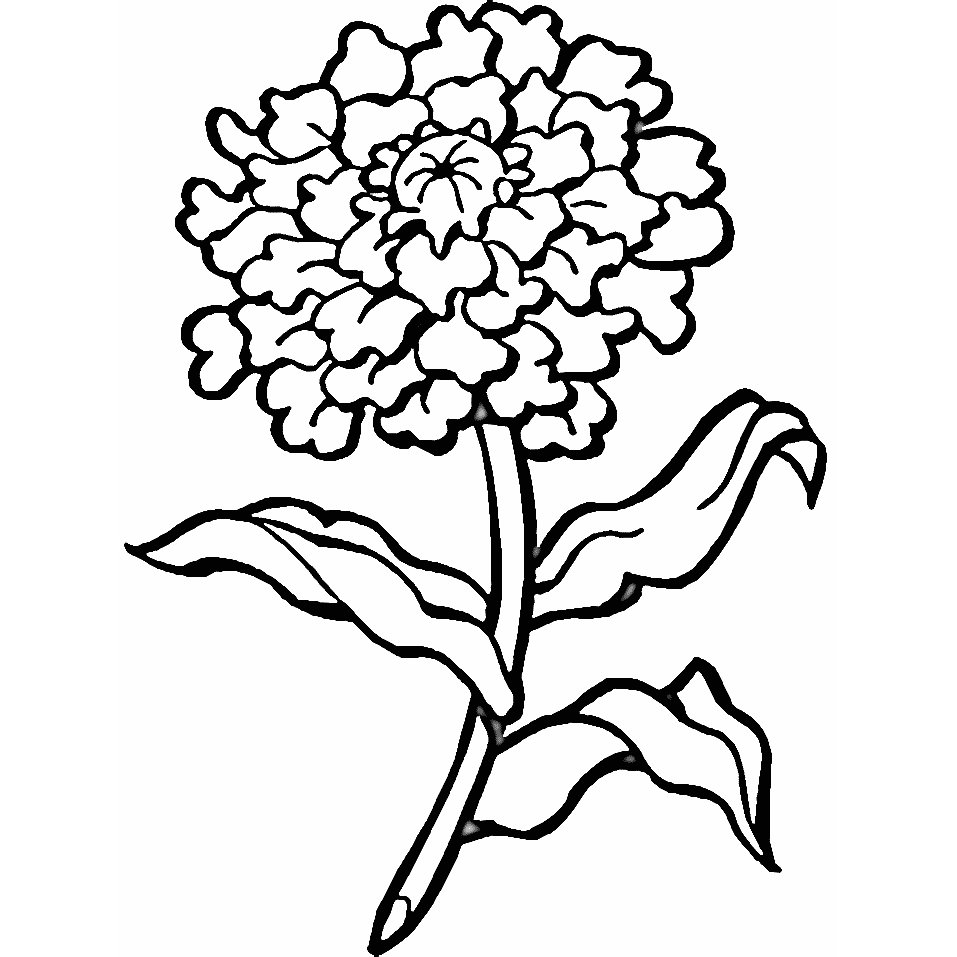 imagenes de crisantemos para colorear