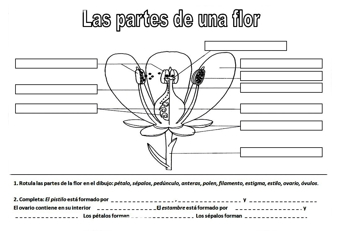 partes de la flor imagenes para colorear