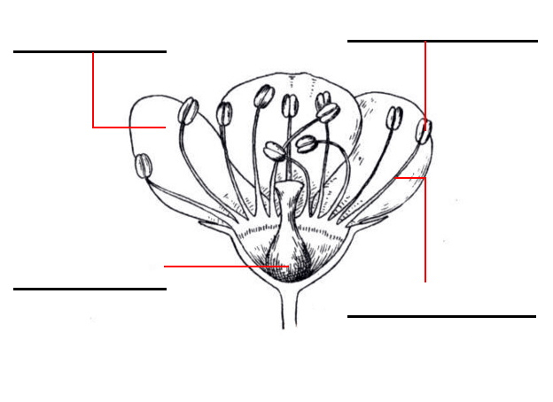 partes de la flor para pintar e imprimir