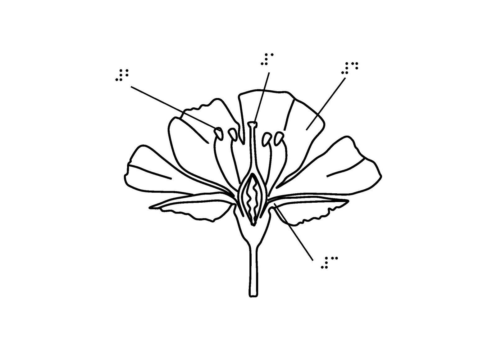 partes de la flor para pintar