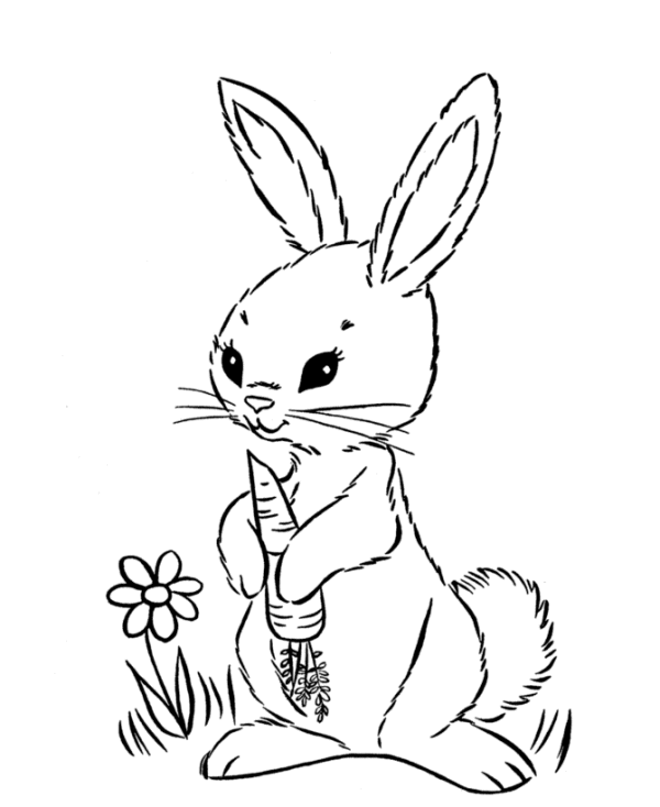 imagenes de conejo con zanahoria para colorear