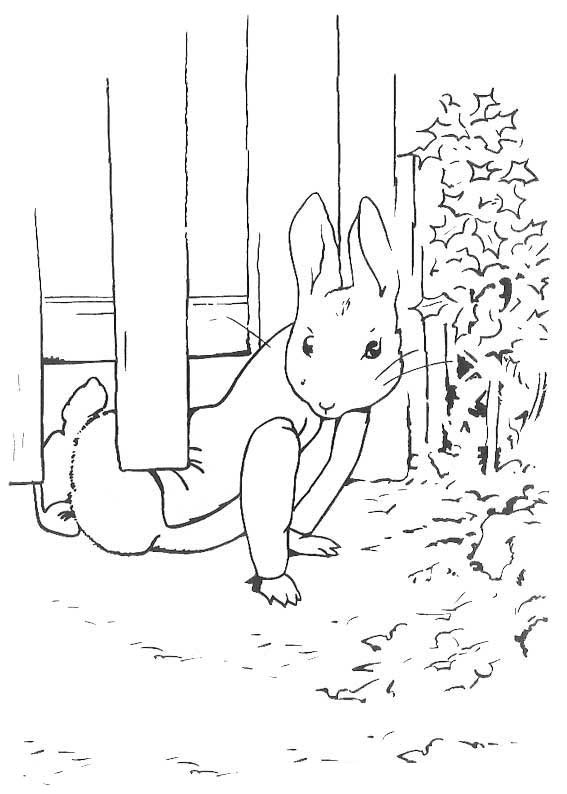 imagenes de peter rabbit para colorear